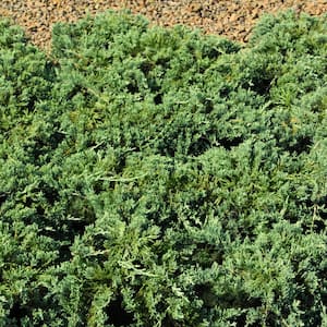 Ground Cover