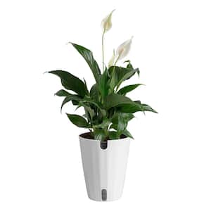 Air Purifying in House Plants