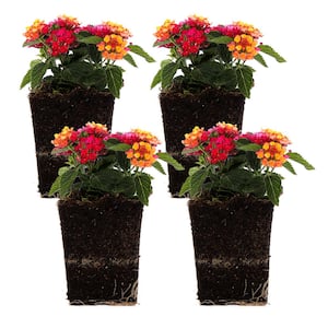 Annuals