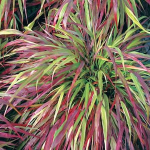 Ornamental Grasses