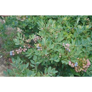 Shrubs