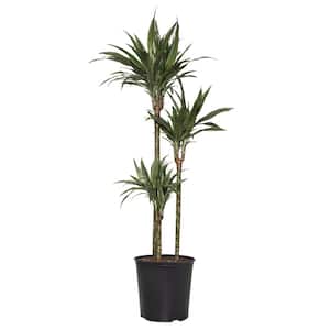 Grower Pot