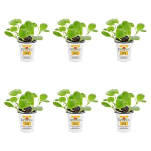 Vegetables