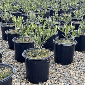 Hardiness Zone: 9 (20 to 30 F)