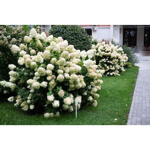 Attracts Butterflies