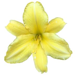 Yellow in Perennials