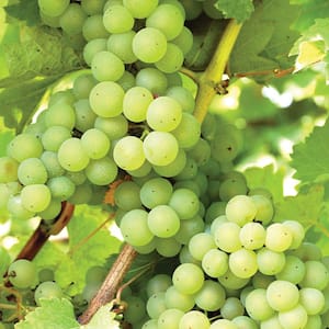 Grape Vine