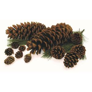 Online Orchards in Fresh Christmas Plants