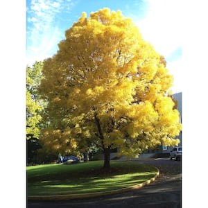 Hardiness Zone: 9 (20 to 30 F)