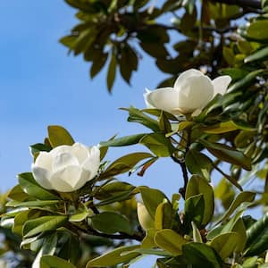 national PLANT NETWORK