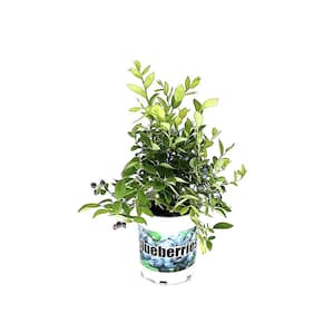 Hardiness Zone: 7 (0 to 10 F)