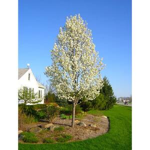 Tree Type: Other