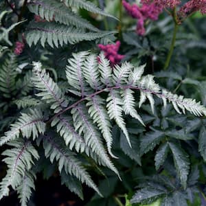 Fern
