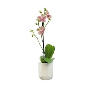 Orchids