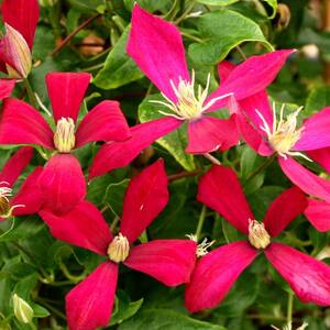 Clematis