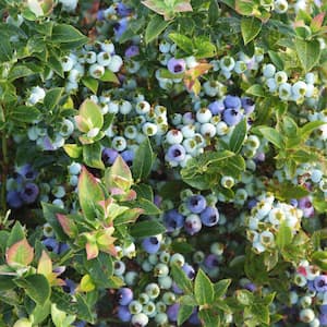 Blueberry Plant