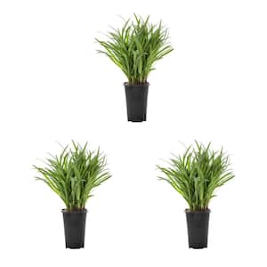 Mature Height (in.): 12