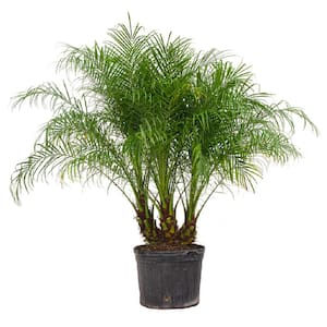 Outdoor Plants