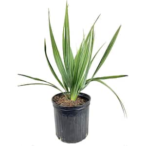 Hardiness Zone: 7 (0 to 10 F)