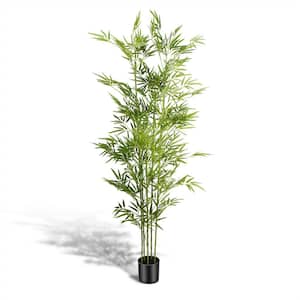 Bamboo