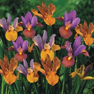 Hardiness Zone: 7 (0 to 10 F)