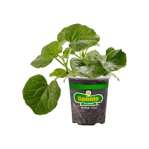 Non-Organic