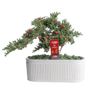 Fresh Christmas Plants
