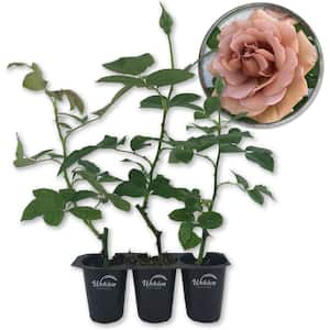 Garden Flowers