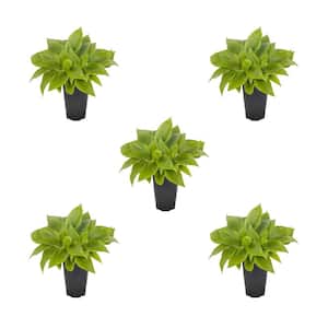 Hosta