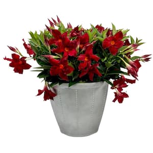 Low Maintenance in Outdoor Plants