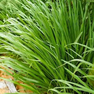 Hardiness Zone: 8 (10 to 20 F)