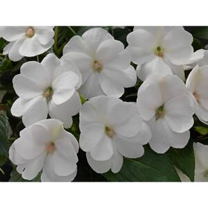 Annuals
