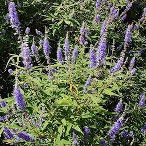 Ornamentals