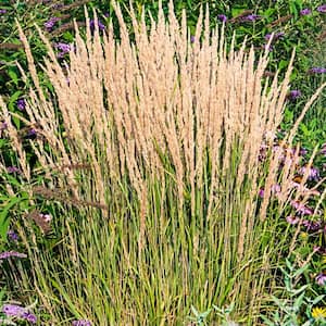 Non-Flowering