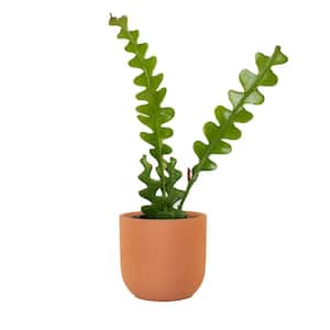 Prepotted