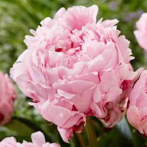 Peony
