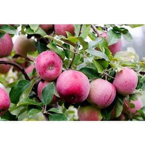 Online Orchards