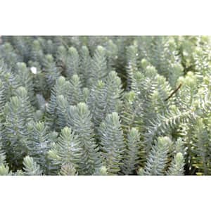 Yellow in Perennials