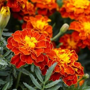 Marigold