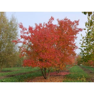 Maple Tree