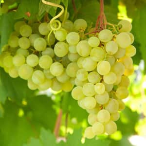 Grape Vine