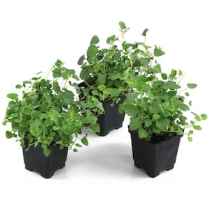 Hyssop