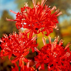 Lily in Flower Bulbs