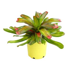 Bromeliad