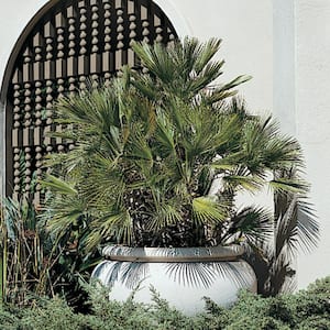 Drought Tolerant