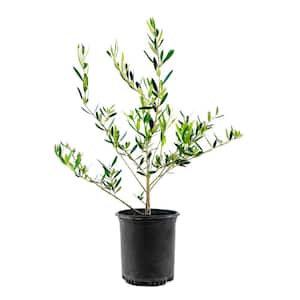 Olive Tree
