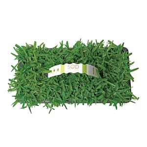 $30 - $40 in Sod