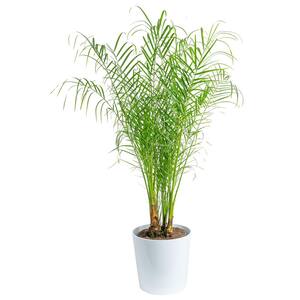 Mature Size (in.): Large > 48 in.