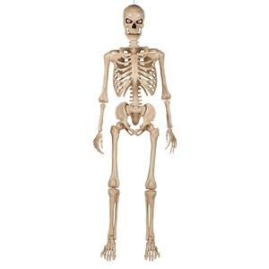 Skeleton