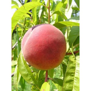 Peach Tree